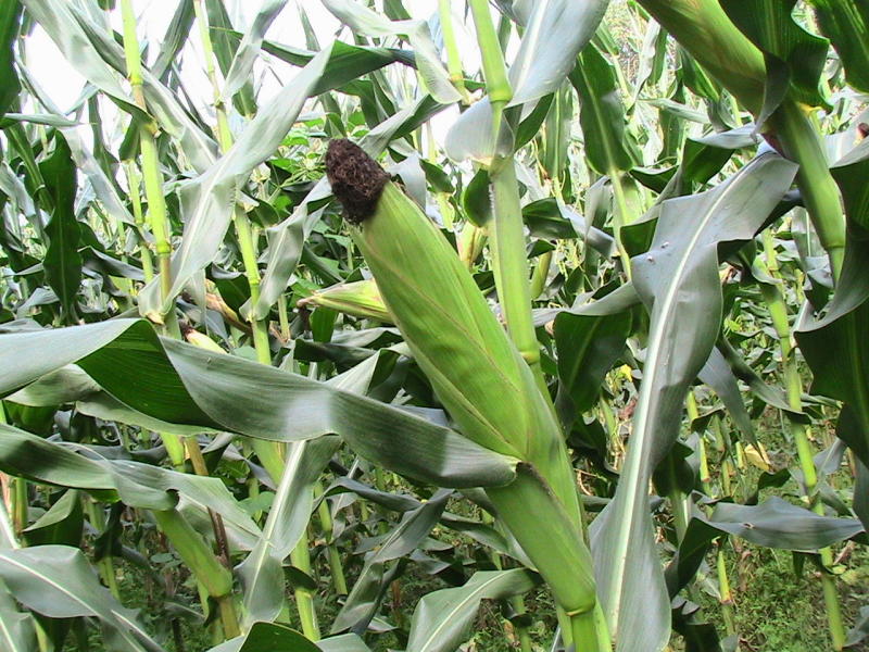 pics of maize