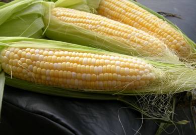 maize, yellow