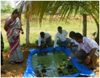 C:\Selva backup\Content\Agriculture\Dryland Agriculture\DARS_Chettinad\Kathir DARS videos and photos\DSCN0302.JPG