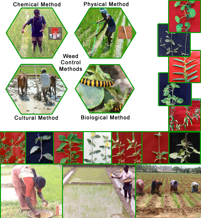 agri_weedmgt_index