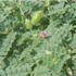 Bengalgram