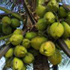 Coconut