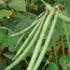 Cowpea