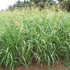 Fodder Cholam