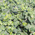 Fodder Cowpea