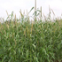 Fodder Cumbu