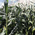 Fodder Maize