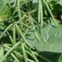Greengram