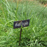 Guinea Grass