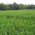 Kudiraimasal
