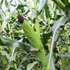 Maize
