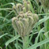 Ragi