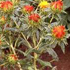 Safflower