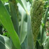 sorghum