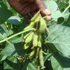 Soybean