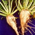 sugarbeet