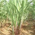 sugarcane