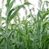 Sweet Sorghum