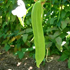 sword bean