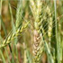 Wheat
