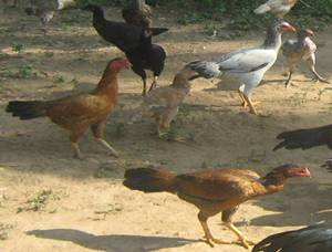 Chicken Breed Chart Pdf