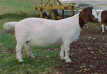 What is the average gestation period for a goat?