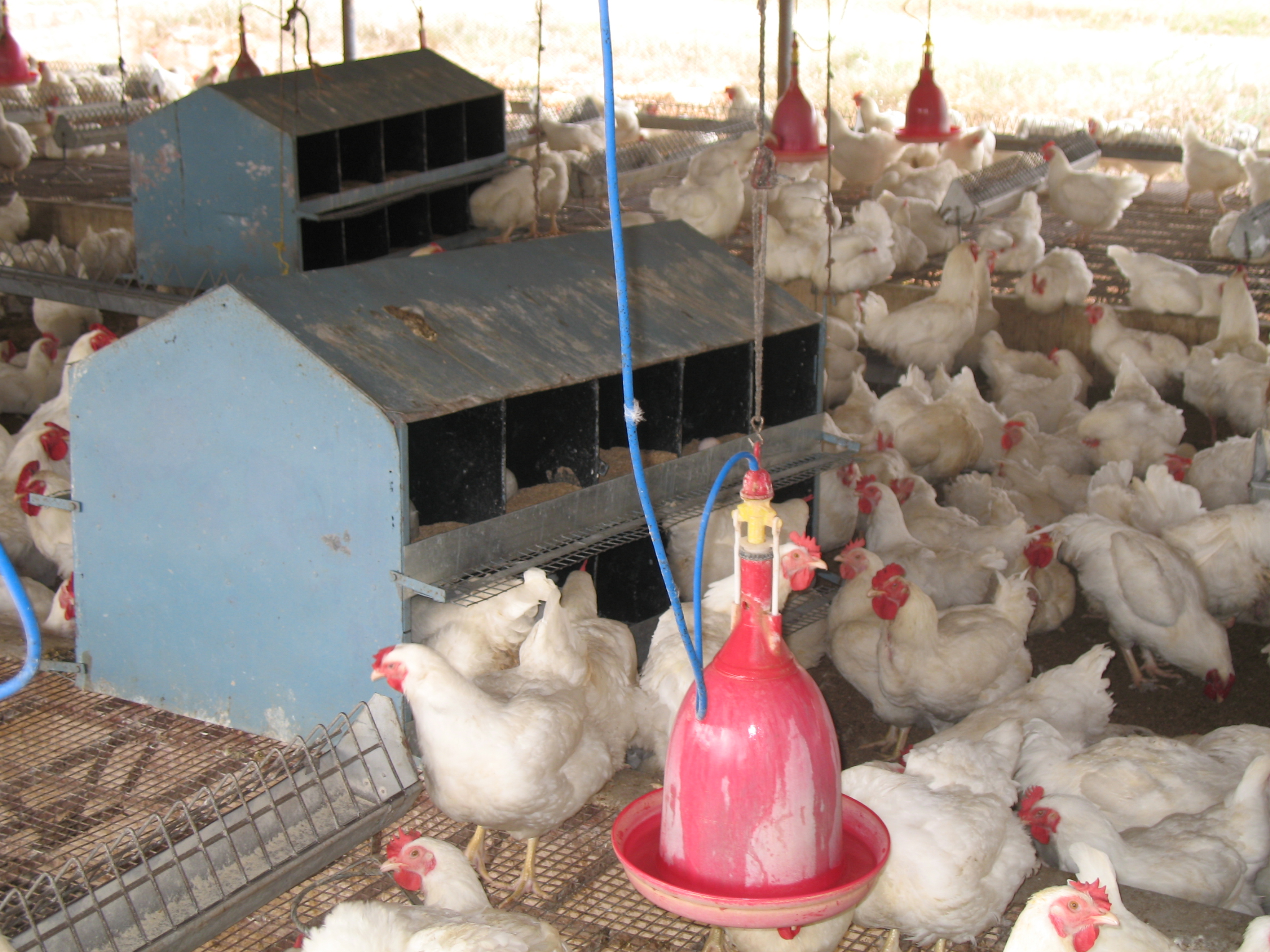 Broiler Chicken Feed Chart