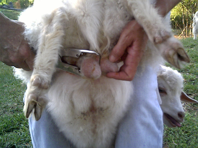 Image result for castrating goat