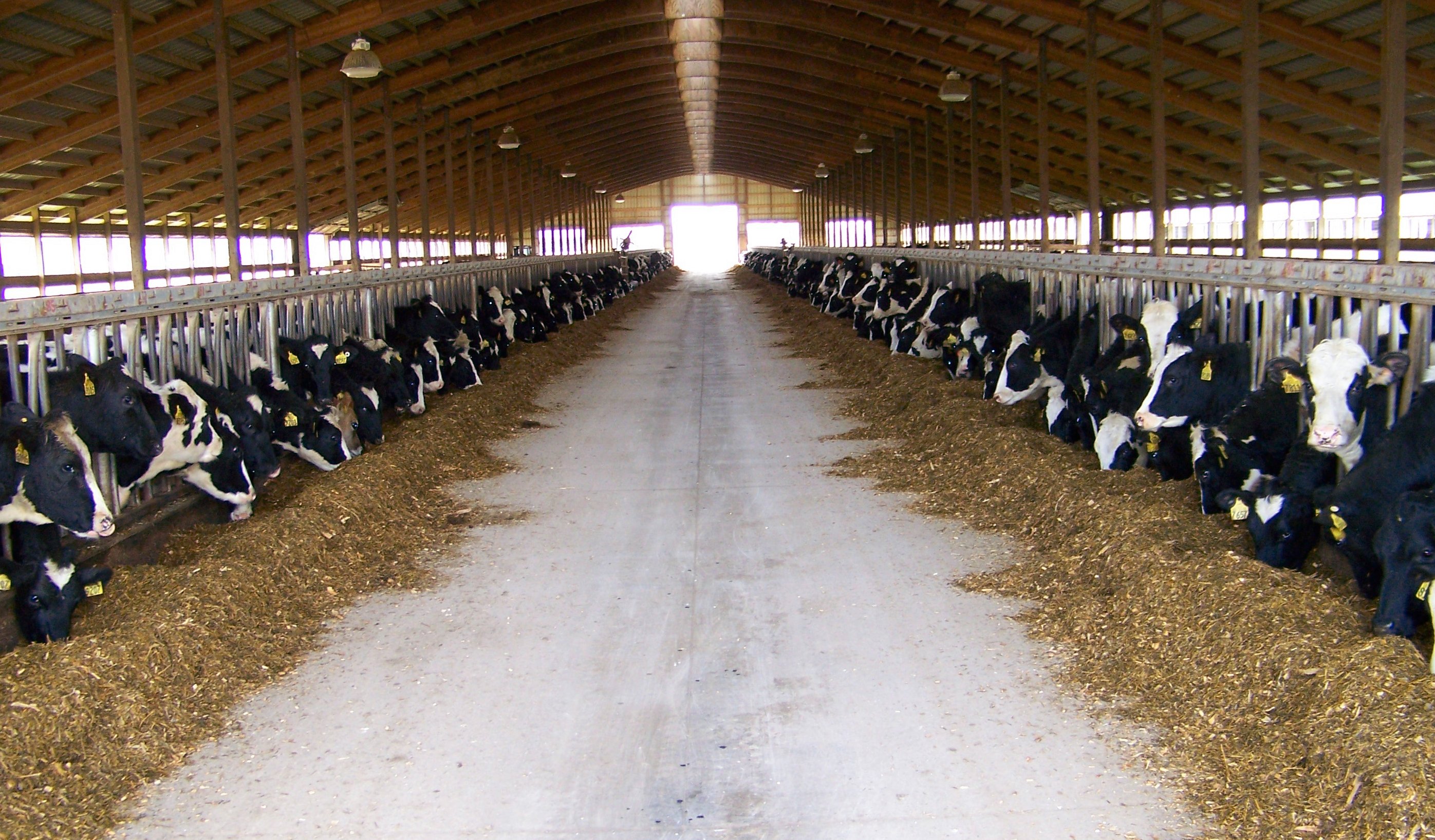 Cow Sheds