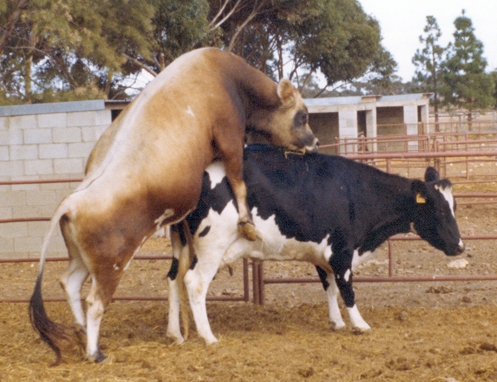 Cattle mating
