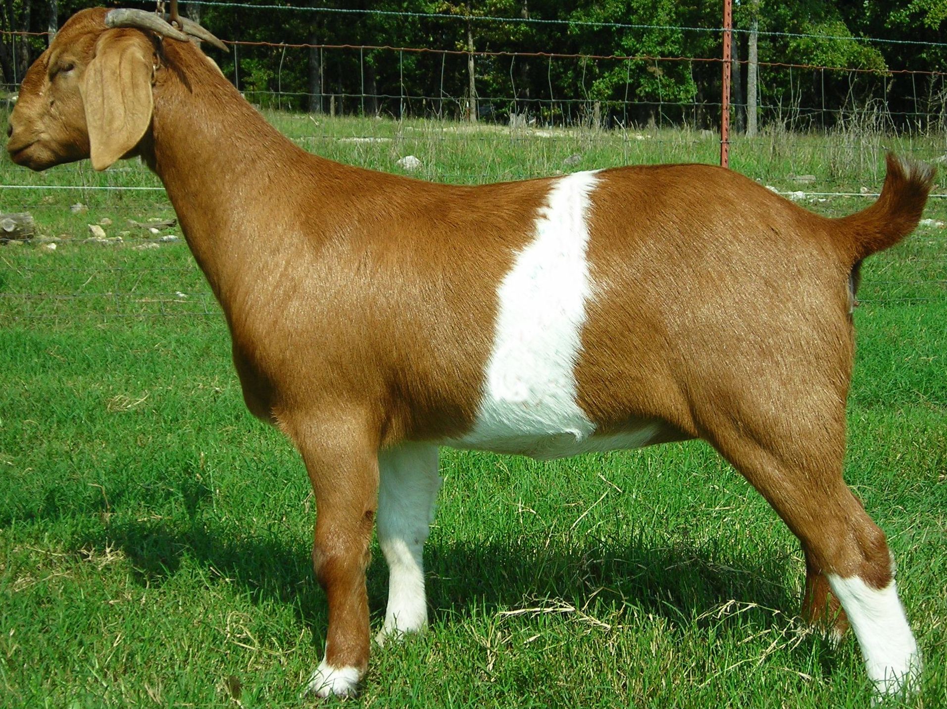 goat breeds pictures