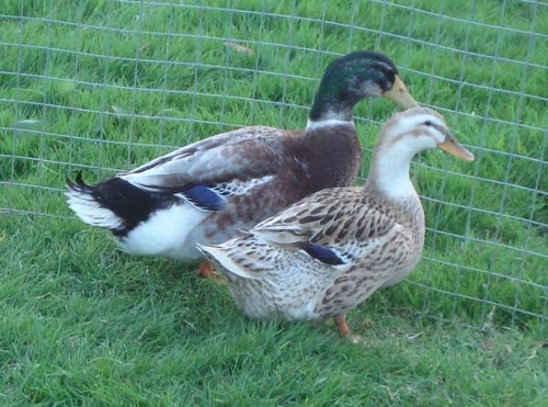 Breeding Ducks