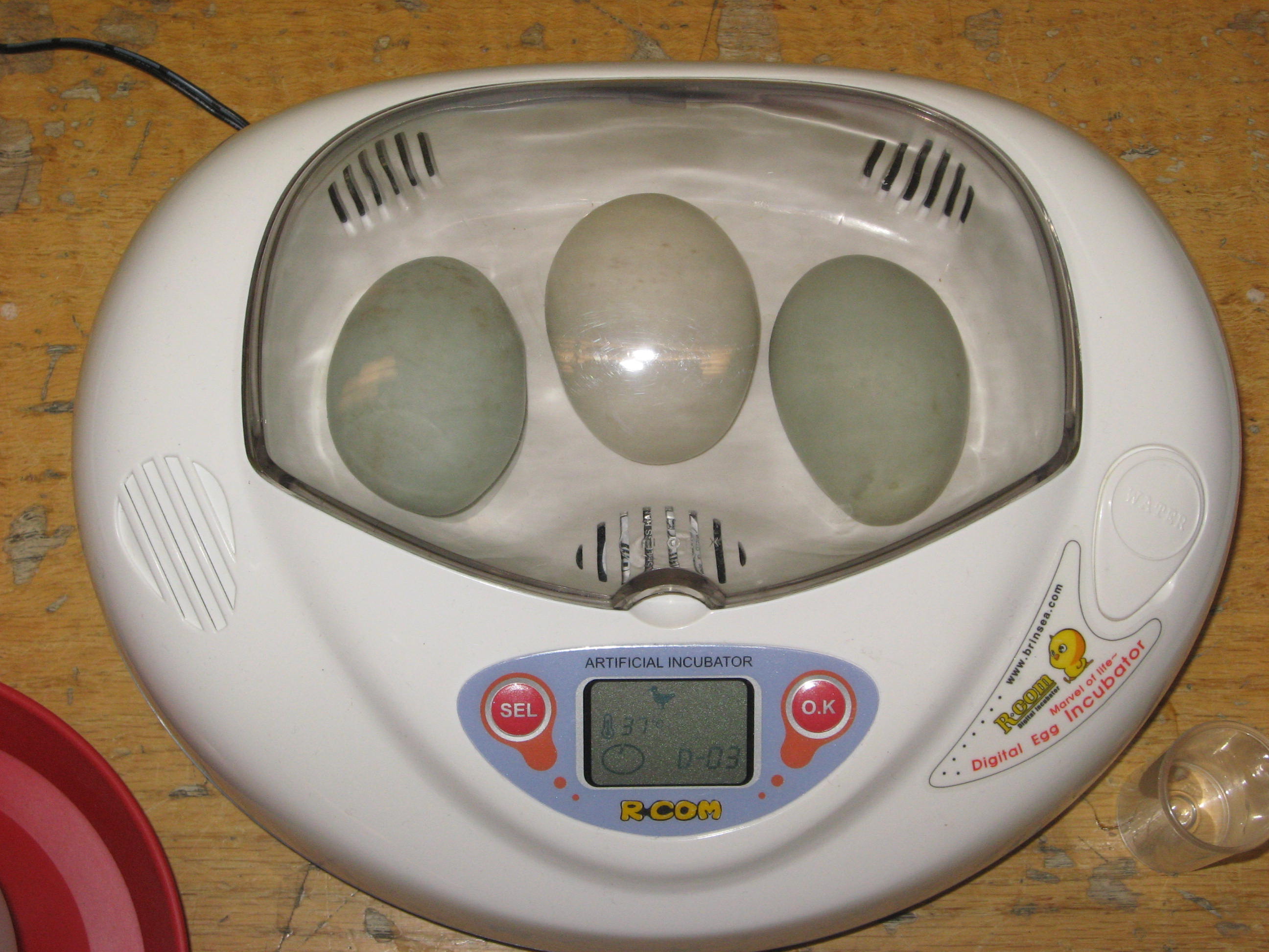 duck incubation temperature