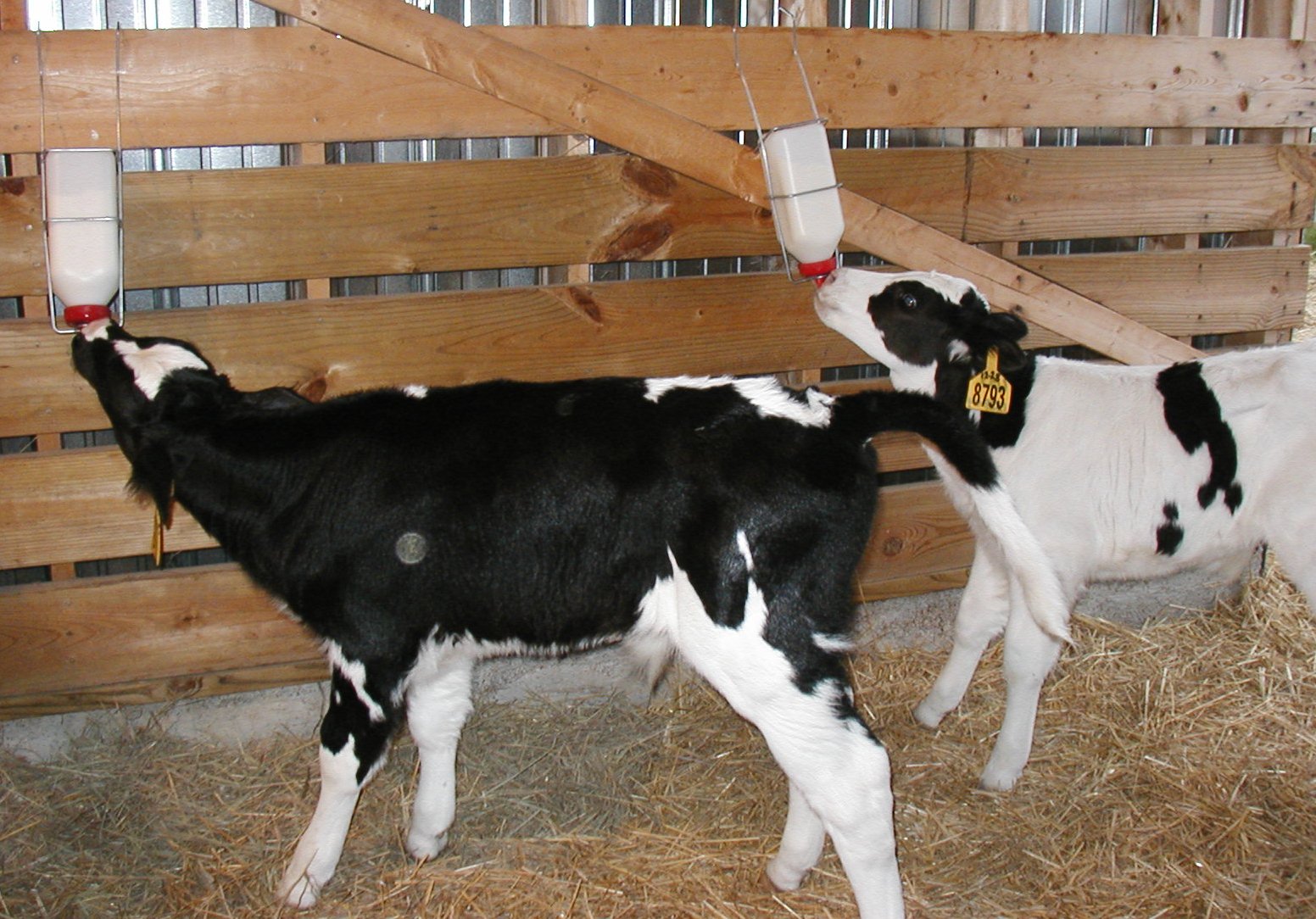 calves feeding