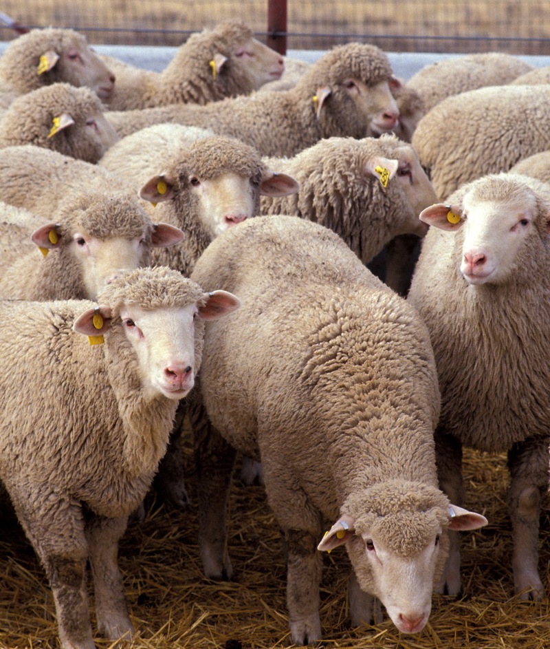 advantages of sheep rearing