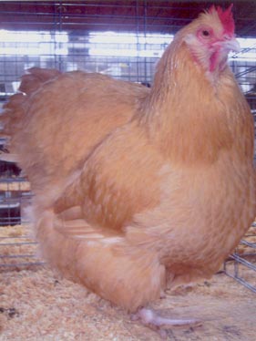Poultry Chicken Grower Amp Layer Management