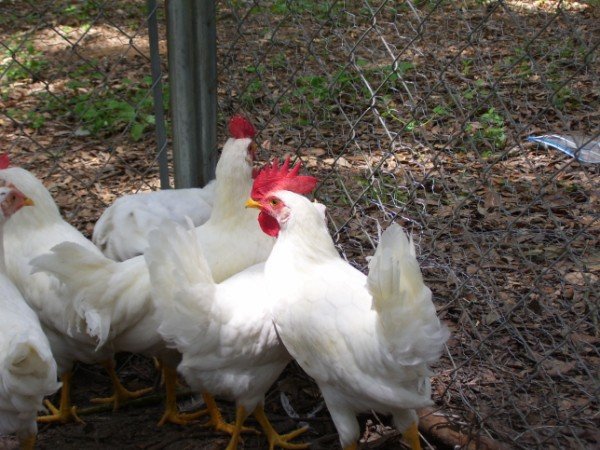 Chicken Breed Chart Pdf