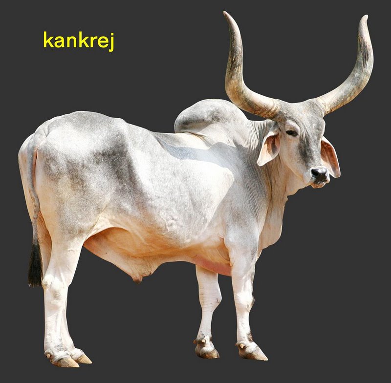 Kankrej Cattle