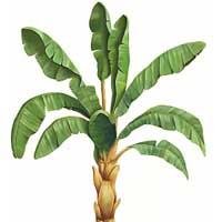 Banana Cultivation - get loan for your banana cultivation project