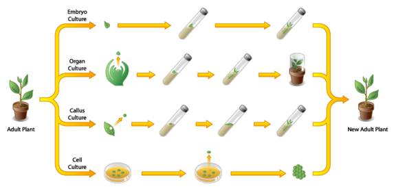 plant tissue culture callus