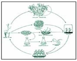 plant tissue culture diagram