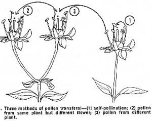 self pollination examples