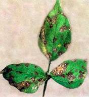 Older spots on green gram leaf