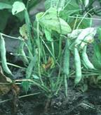 Image depicts a bean plant with symptoms of Rhizoctonia root rot.