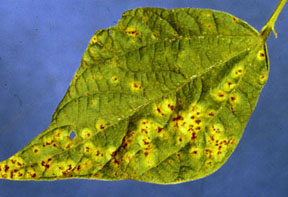 Image depicts symptoms of bean rust on a bean leaf.