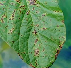 Image depicts a bean leaf with spots resulting from an infection by a bacterial blight organism.