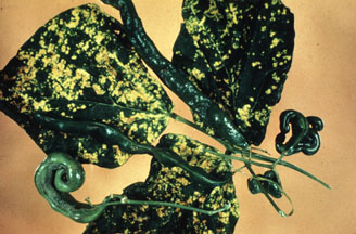 Image depicts a bean plant infected with a mosaic virus.