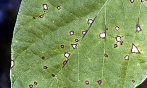 Image depicts a bean leaf with leaf spots resulting from a Cercospora infection.