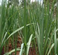diseases of sugarcane