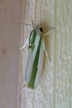 Eariasvittella